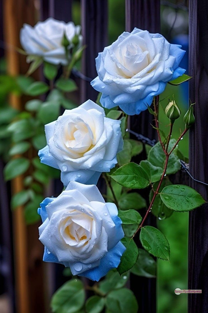 3300+ Beautiful Rose Flowers Image | Rose Flower HD Pic Download | 1851 best rose plants -(5)