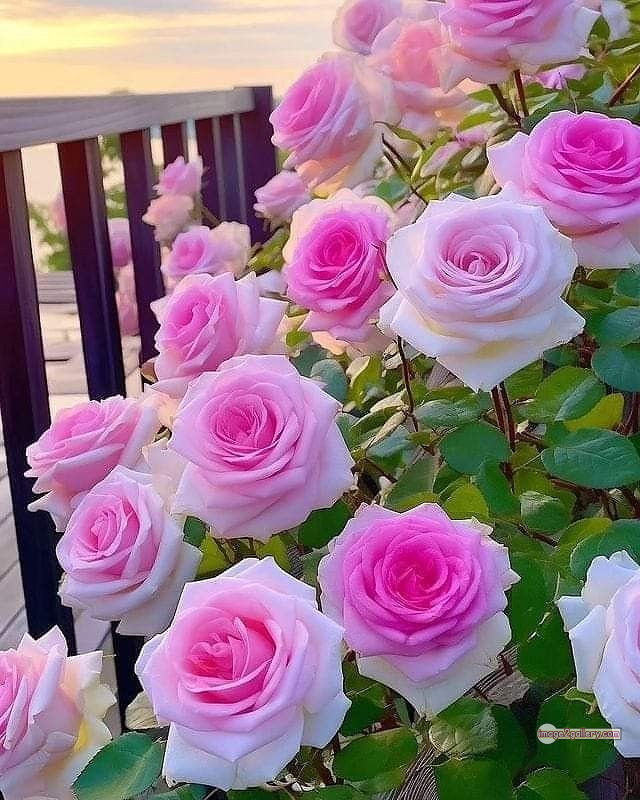 3300+ Beautiful Rose Flowers Image | Rose Flower HD Pic Download | 940 best rose plants -(6)