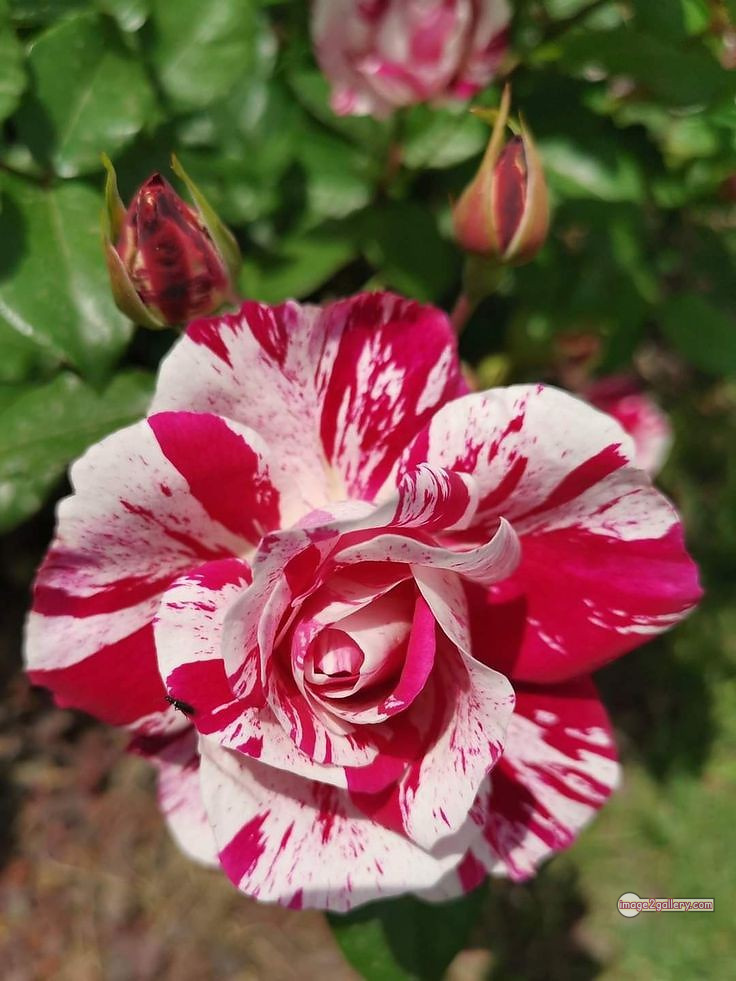 3300+ Beautiful Rose Flowers Image | Rose Flower HD Pic Download | 499 best roses -(10)