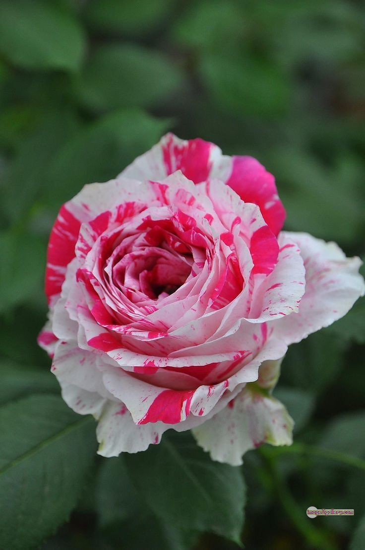 3300+ Beautiful Rose Flowers Image | Rose Flower HD Pic Download | 300 best roses -(11)