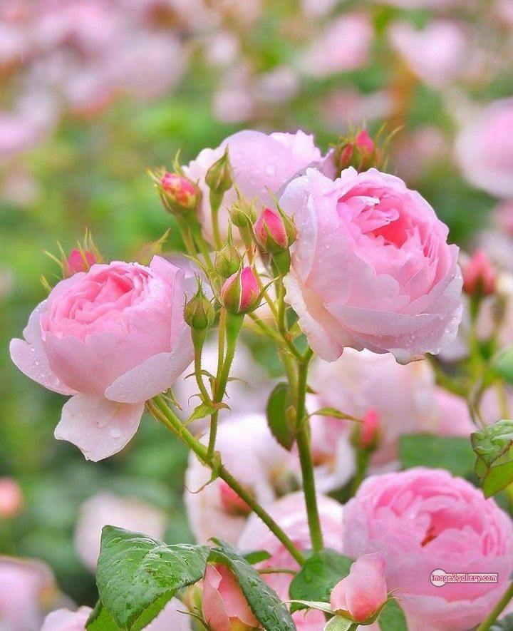 3300+ Beautiful Rose Flowers Image | Rose Flower HD Pic Download | 46 best roses -(13)