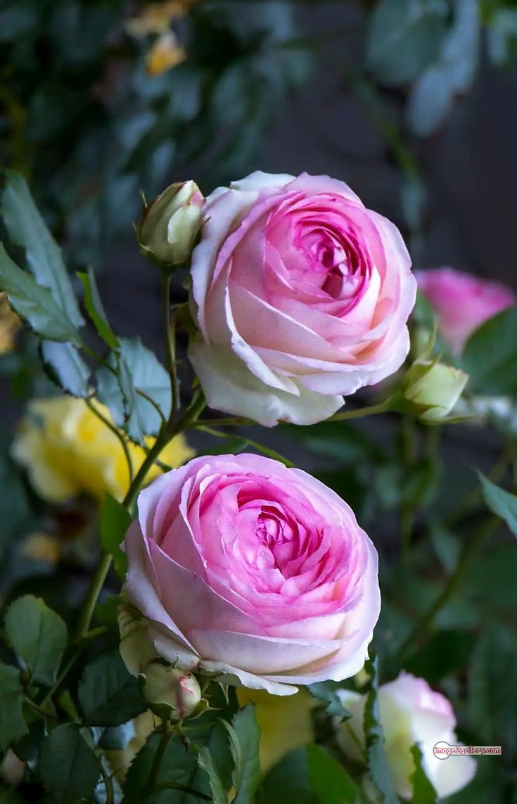 3300+ Beautiful Rose Flowers Image | Rose Flower HD Pic Download | 3038 best roses -(15)
