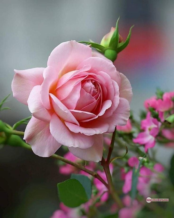 3300+ Beautiful Rose Flowers Image | Rose Flower HD Pic Download | 3044 best roses -(2)
