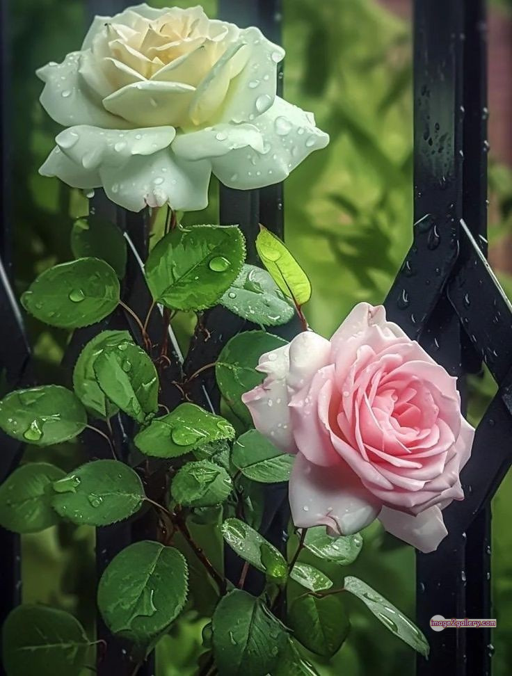 3300+ Beautiful Rose Flowers Image | Rose Flower HD Pic Download | 3035 best roses -(21)