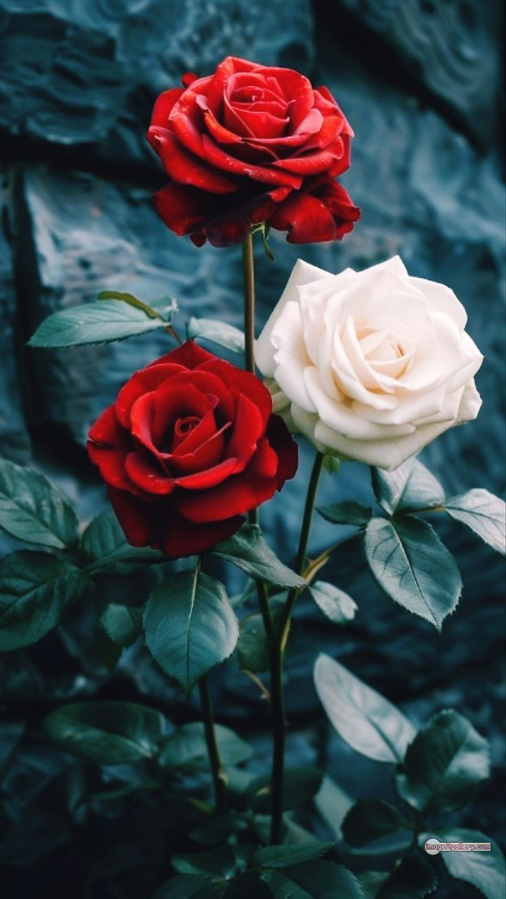 3300+ Beautiful Rose Flowers Image | Rose Flower HD Pic Download | 3033 best roses -(26)