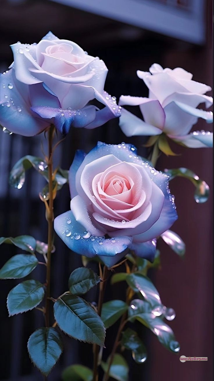 3300+ Beautiful Rose Flowers Image | Rose Flower HD Pic Download | 295 best roses -(28)