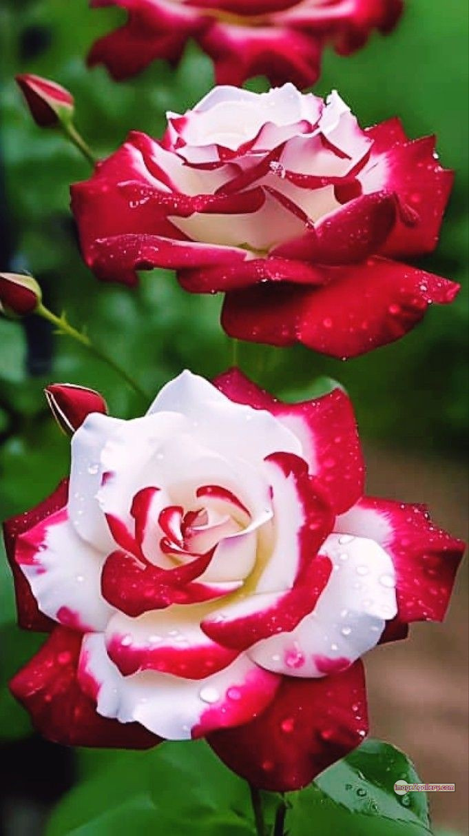 3300+ Beautiful Rose Flowers Image | Rose Flower HD Pic Download | 3031 best roses -(29)