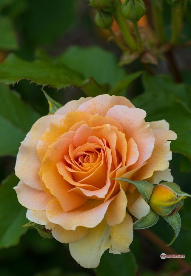 3300+ Beautiful Rose Flowers Image | Rose Flower HD Pic Download | 3043 best roses -(3)