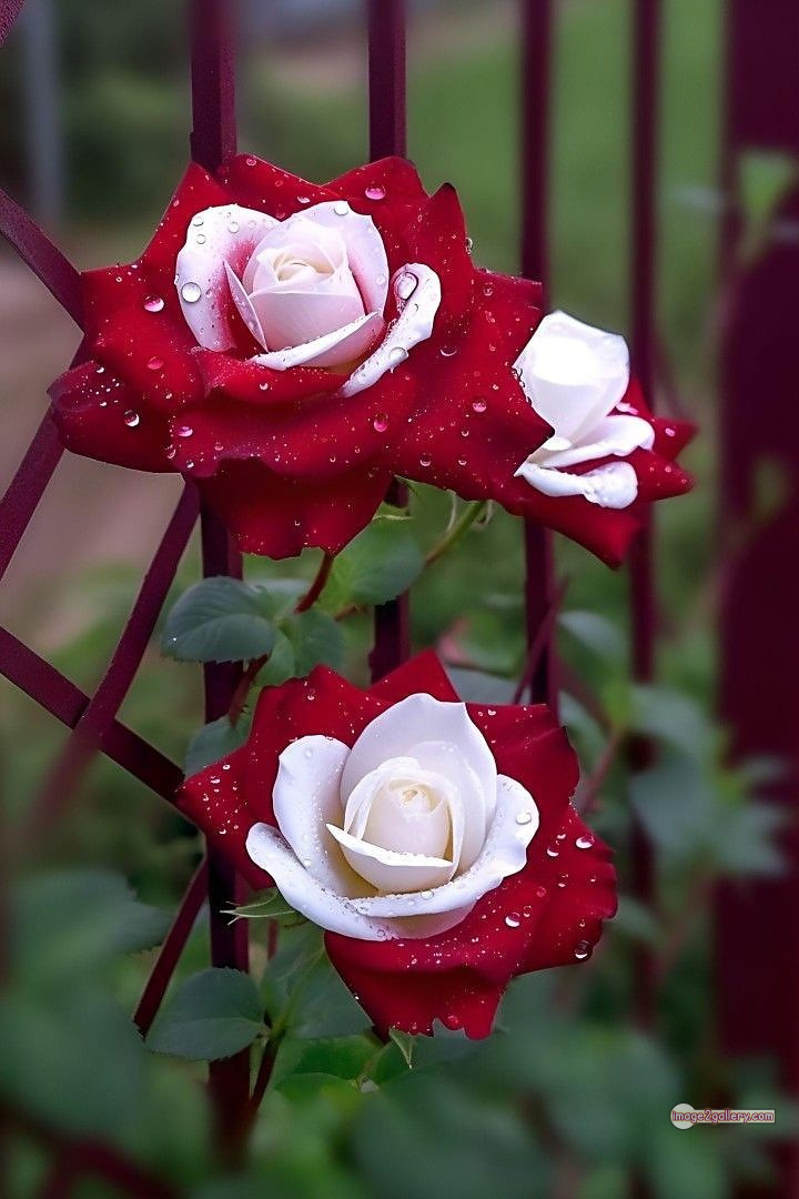 3300+ Beautiful Rose Flowers Image | Rose Flower HD Pic Download | 518 best roses -(33)