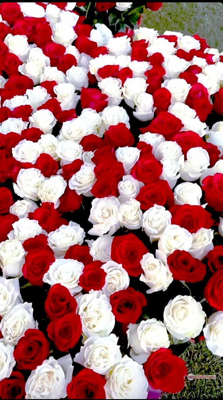 3300+ Beautiful Rose Flowers Image | Rose Flower HD Pic Download | 2998 best roses -(34)