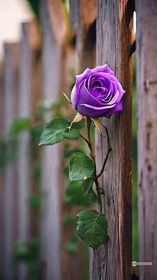 3300+ Beautiful Rose Flowers Image | Rose Flower HD Pic Download | 3030 best roses -(35)