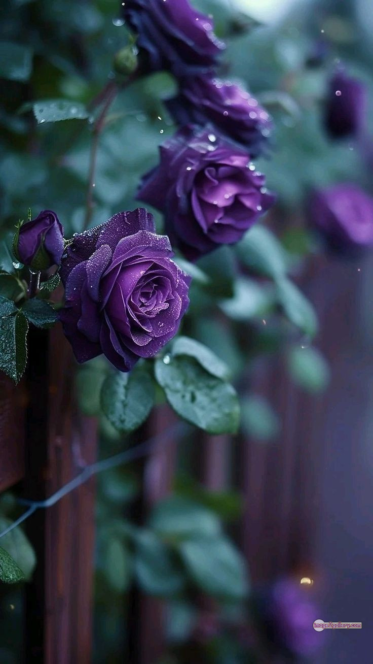 3300+ Beautiful Rose Flowers Image | Rose Flower HD Pic Download | 294 best roses -(36)