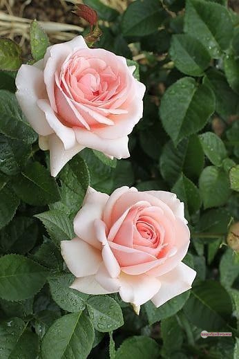 3300+ Beautiful Rose Flowers Image | Rose Flower HD Pic Download | 3000 best roses -(38)