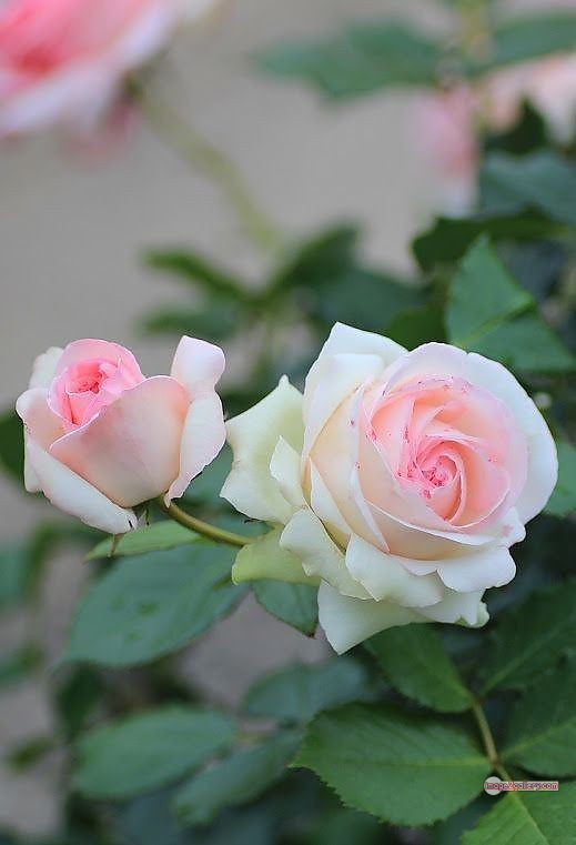 3300+ Beautiful Rose Flowers Image | Rose Flower HD Pic Download | 3032 best roses -(39)