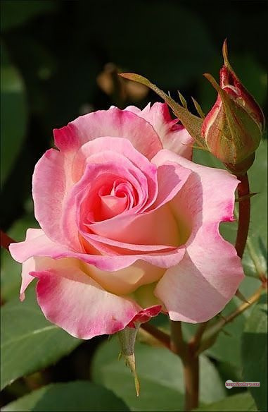 3300+ Beautiful Rose Flowers Image | Rose Flower HD Pic Download | 3039 best roses -(4)