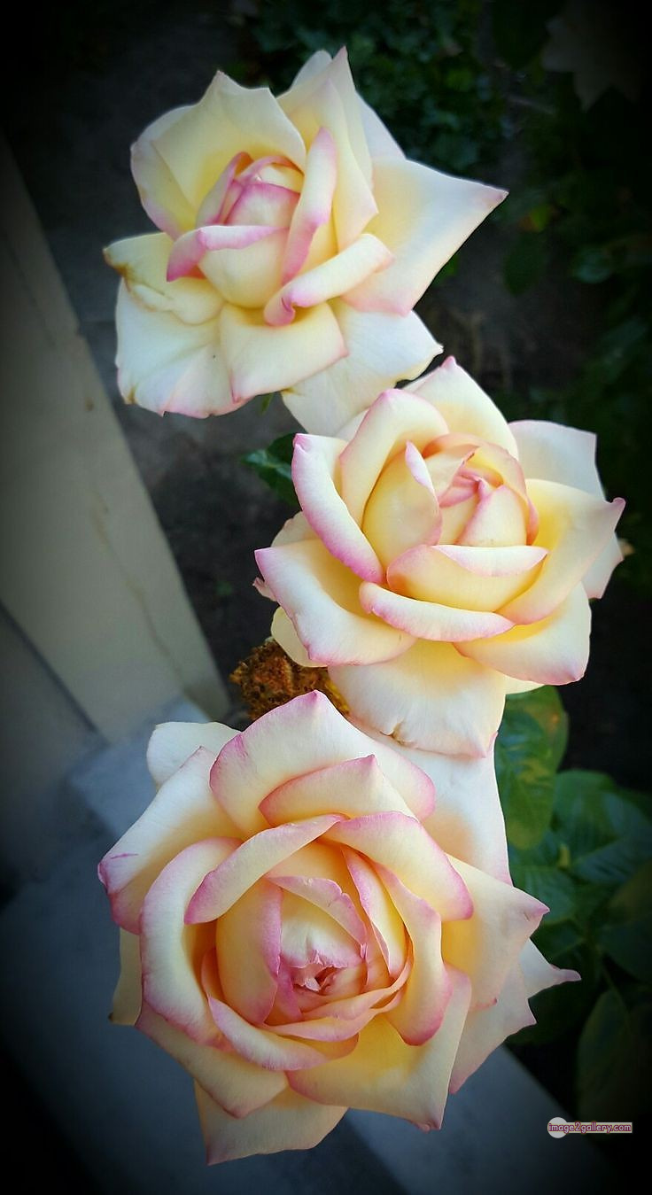 3300+ Beautiful Rose Flowers Image | Rose Flower HD Pic Download | 1385 best roses -(40)