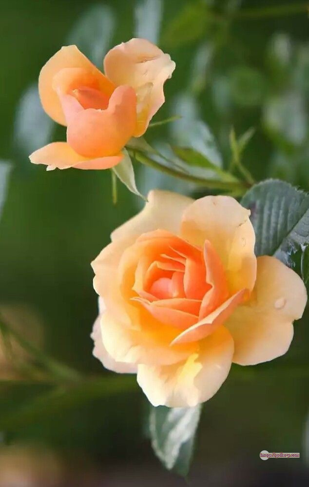 3300+ Beautiful Rose Flowers Image | Rose Flower HD Pic Download | 293 best roses -(42)
