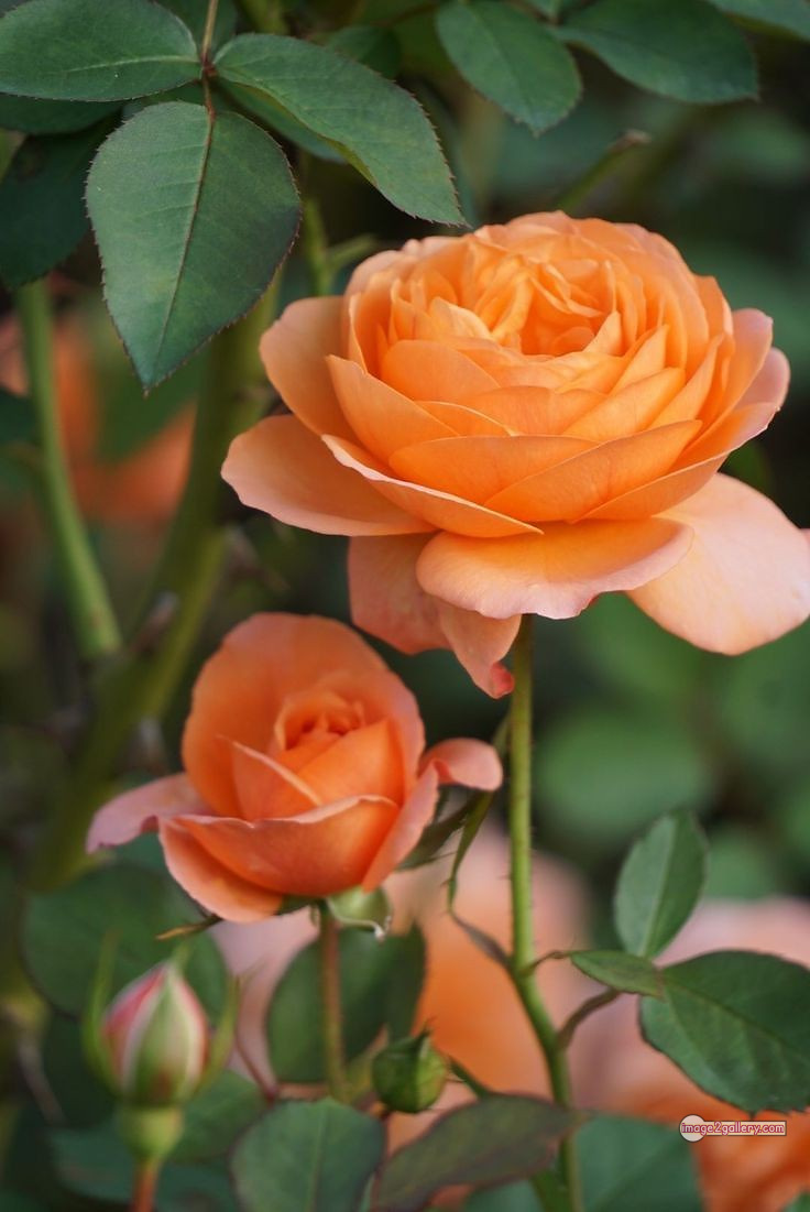 3300+ Beautiful Rose Flowers Image | Rose Flower HD Pic Download | 3029 best roses -(43)