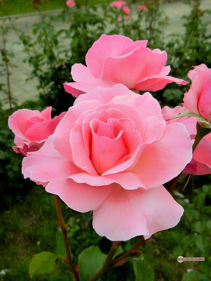 3300+ Beautiful Rose Flowers Image | Rose Flower HD Pic Download | 2999 best roses -(44)