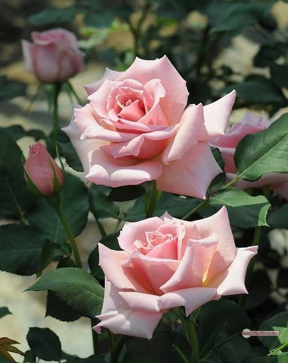3300+ Beautiful Rose Flowers Image | Rose Flower HD Pic Download | 3001 best roses -(45)