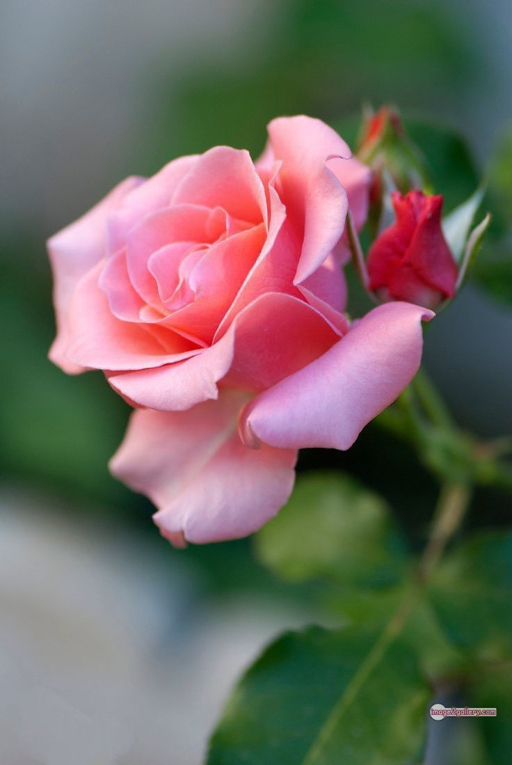 3300+ Beautiful Rose Flowers Image | Rose Flower HD Pic Download | 292 best roses -(46)