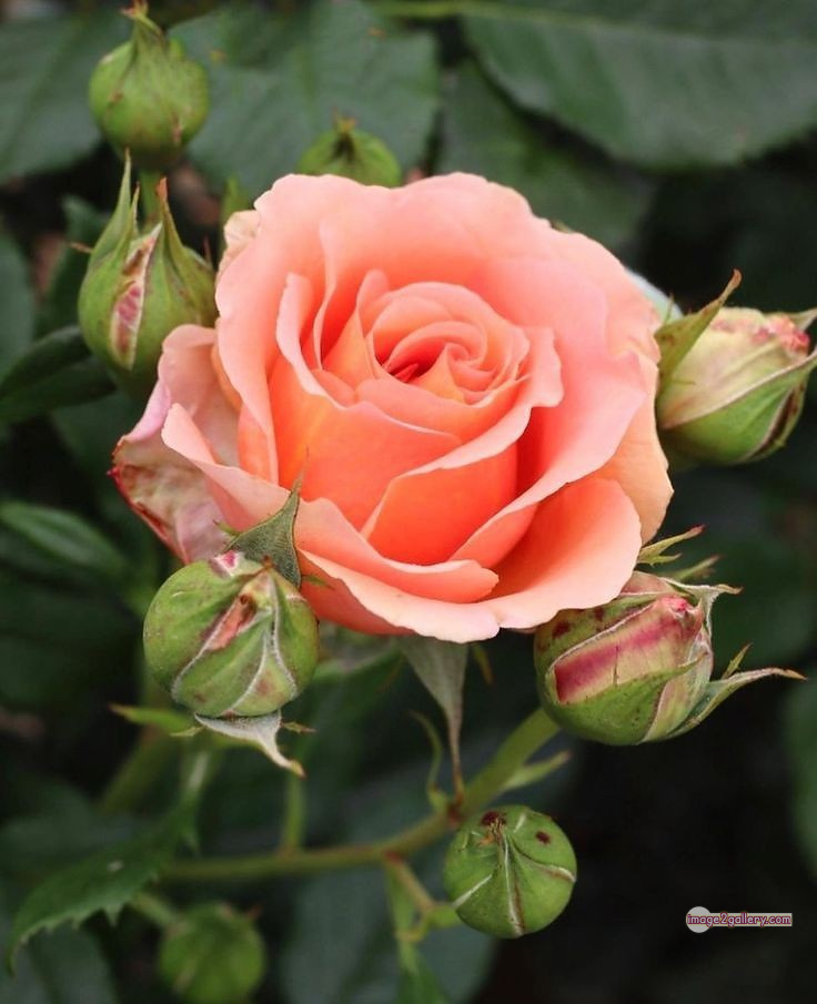 3300+ Beautiful Rose Flowers Image | Rose Flower HD Pic Download | 3028 best roses -(47)
