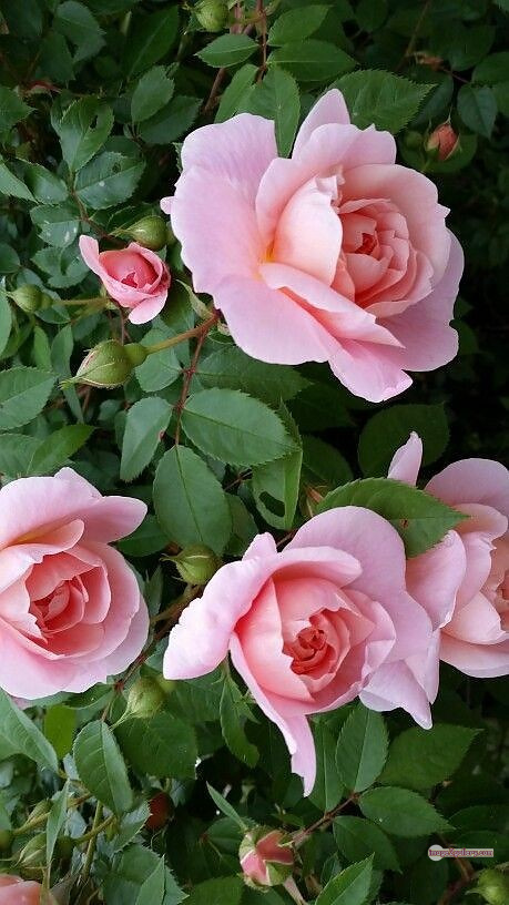 3300+ Beautiful Rose Flowers Image | Rose Flower HD Pic Download | 3027 best roses -(48)