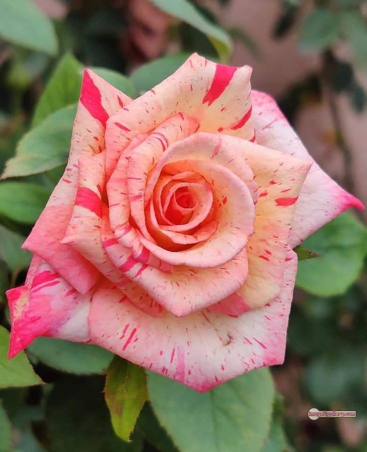 3300+ Beautiful Rose Flowers Image | Rose Flower HD Pic Download | 3036 best roses -(5)