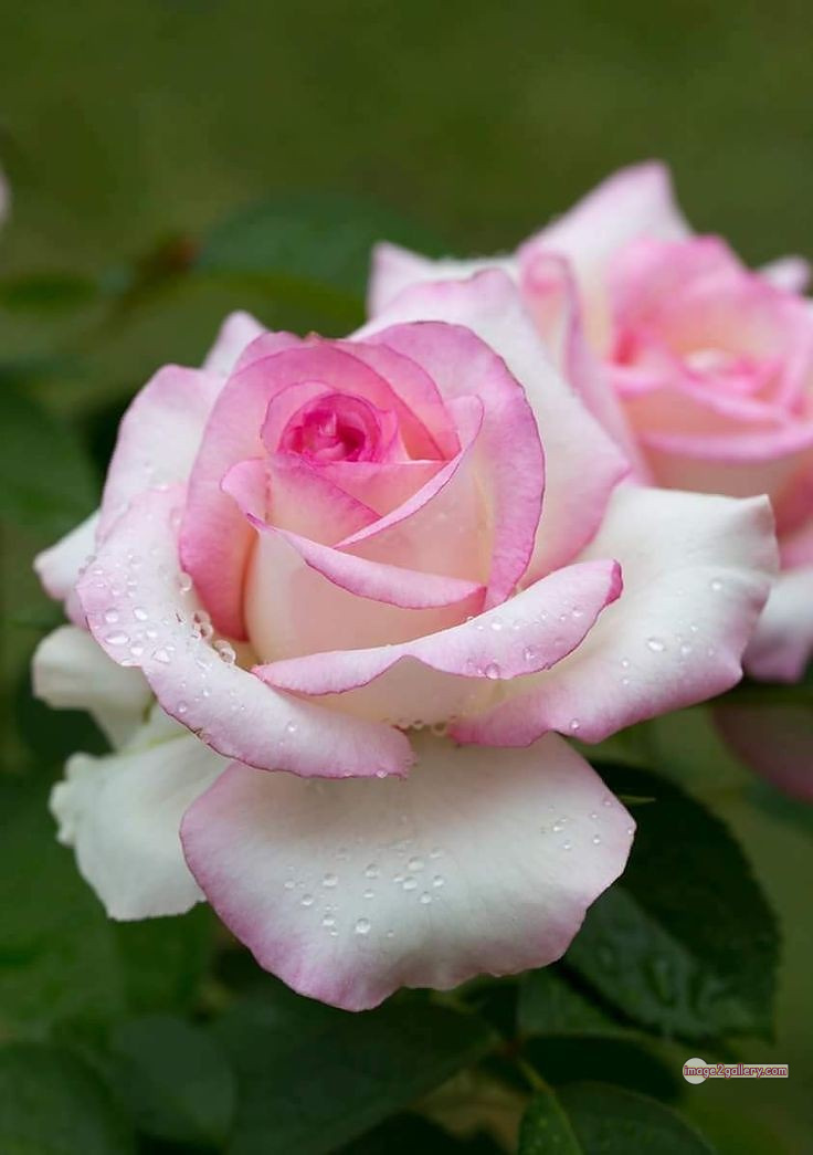 3300+ Beautiful Rose Flowers Image | Rose Flower HD Pic Download | 291 best roses -(50)