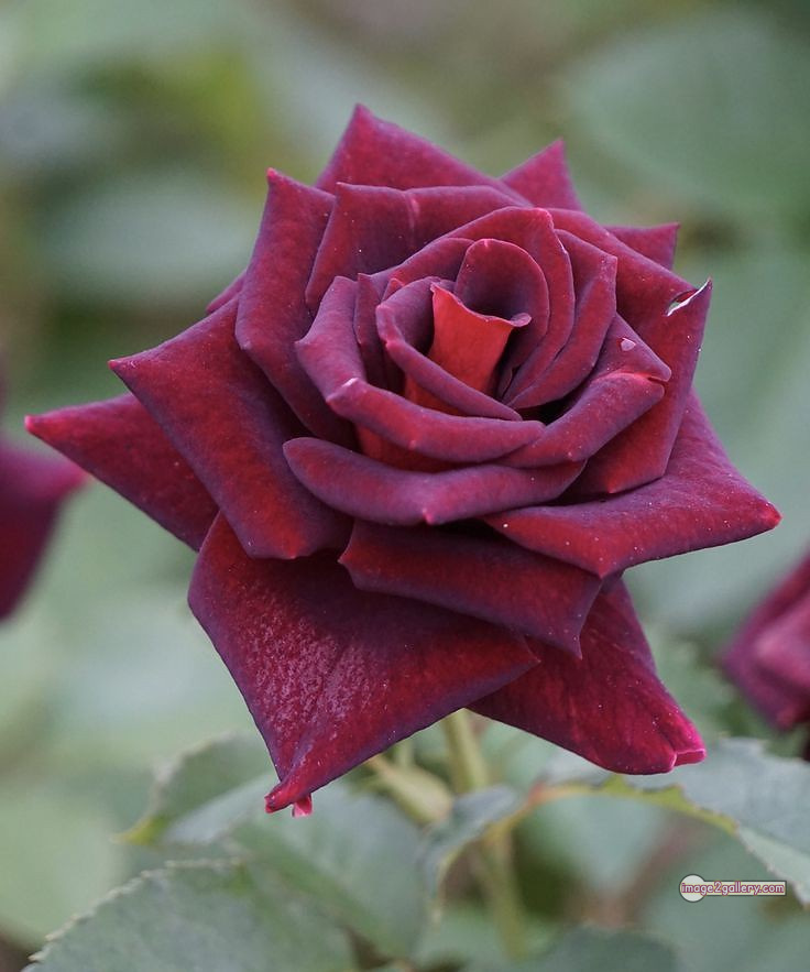 3300+ Beautiful Rose Flowers Image | Rose Flower HD Pic Download | 290 best roses -(51)