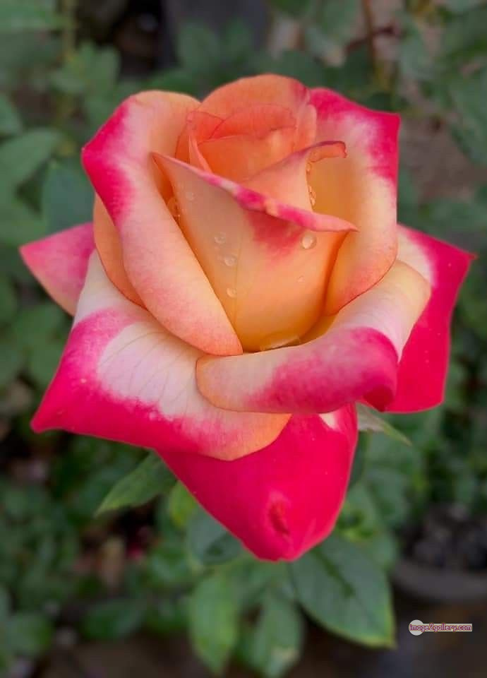 3300+ Beautiful Rose Flowers Image | Rose Flower HD Pic Download | 3002 best roses -(54)