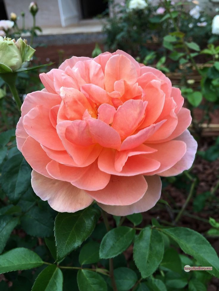 3300+ Beautiful Rose Flowers Image | Rose Flower HD Pic Download | 500 best roses -(55)