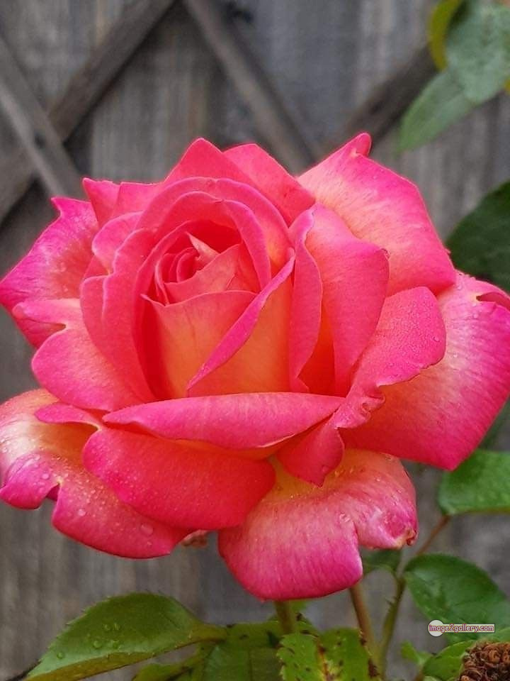3300+ Beautiful Rose Flowers Image | Rose Flower HD Pic Download | 3003 best roses -(56)