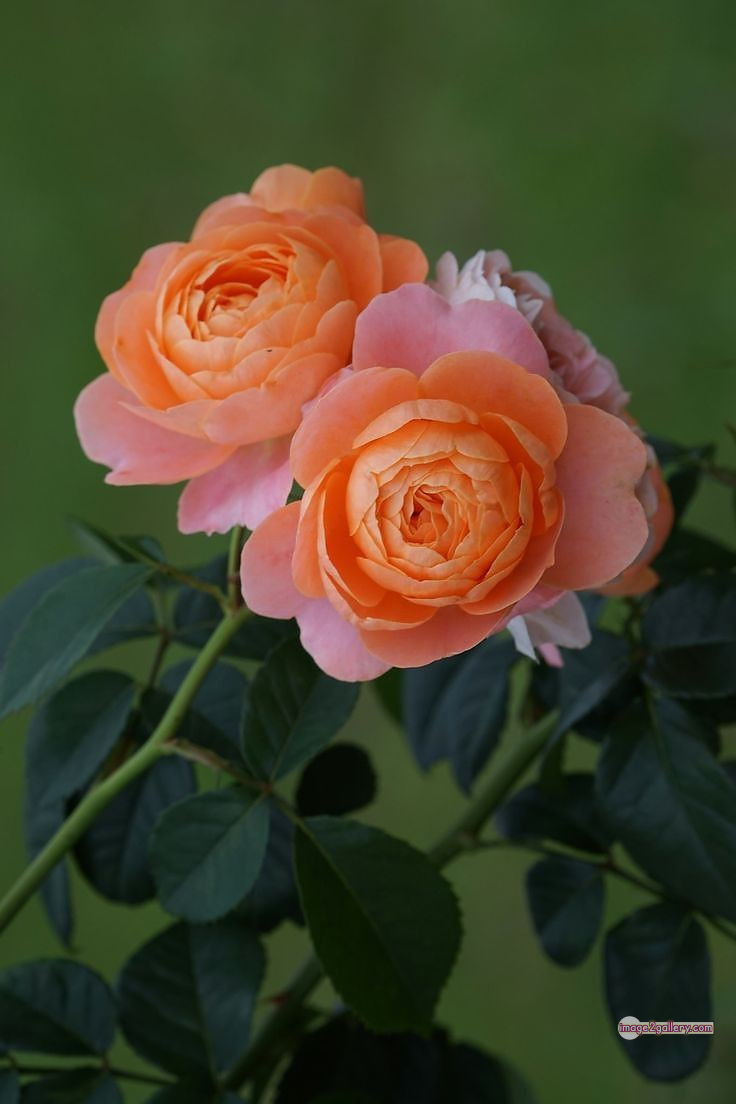 3300+ Beautiful Rose Flowers Image | Rose Flower HD Pic Download | 3026 best roses -(57)