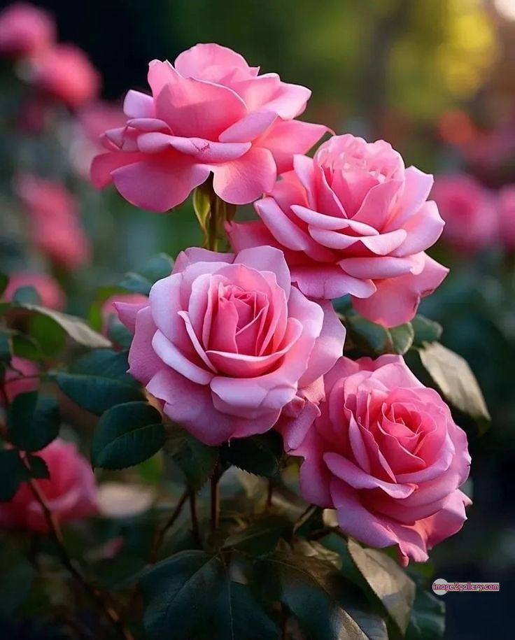 3300+ Beautiful Rose Flowers Image | Rose Flower HD Pic Download | 2994 best roses -(58)