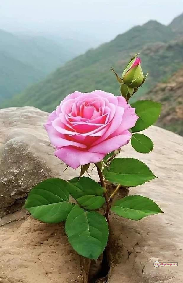 3300+ Beautiful Rose Flowers Image | Rose Flower HD Pic Download | 2995 best roses -(59)