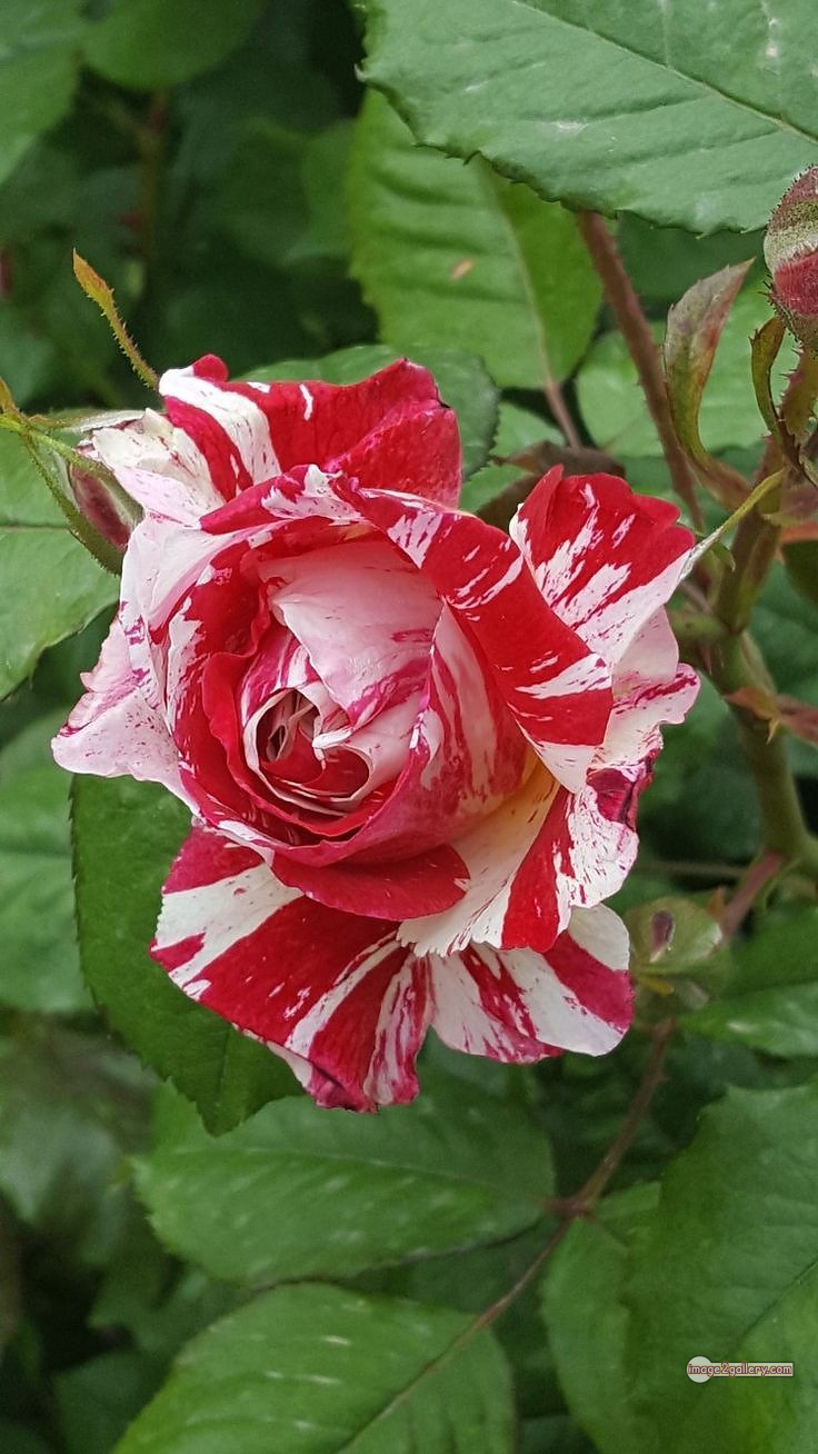 3300+ Beautiful Rose Flowers Image | Rose Flower HD Pic Download | 3037 best roses -(6)