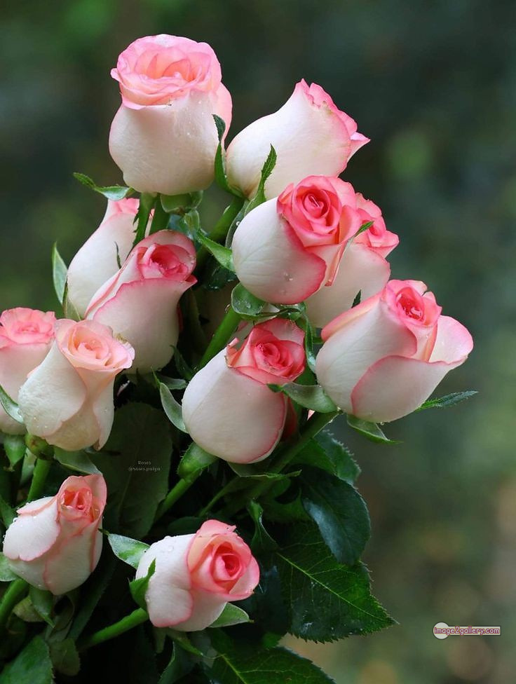 3300+ Beautiful Rose Flowers Image | Rose Flower HD Pic Download | 456 best roses -(60)