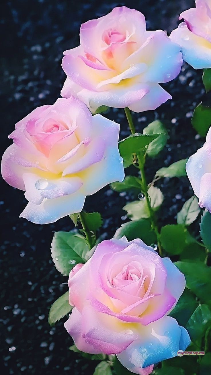 3300+ Beautiful Rose Flowers Image | Rose Flower HD Pic Download | 2996 best roses -(67)