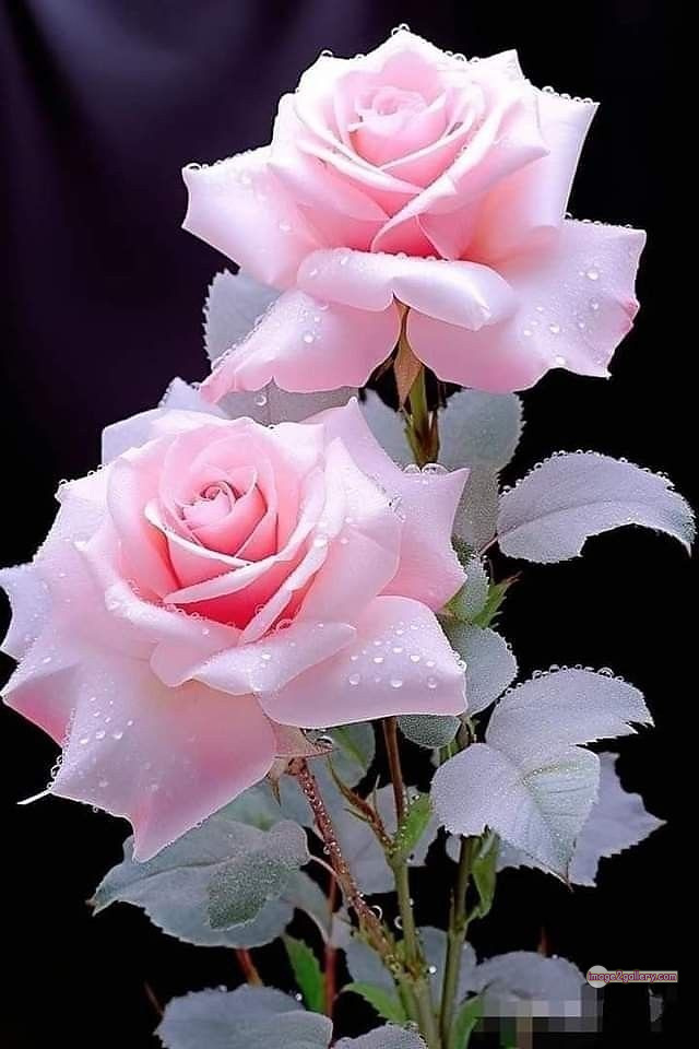 3300+ Beautiful Rose Flowers Image | Rose Flower HD Pic Download | 168 best roses -(68)