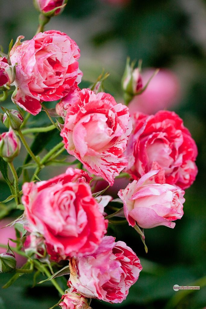 3300+ Beautiful Rose Flowers Image | Rose Flower HD Pic Download | 3042 best roses -(7)