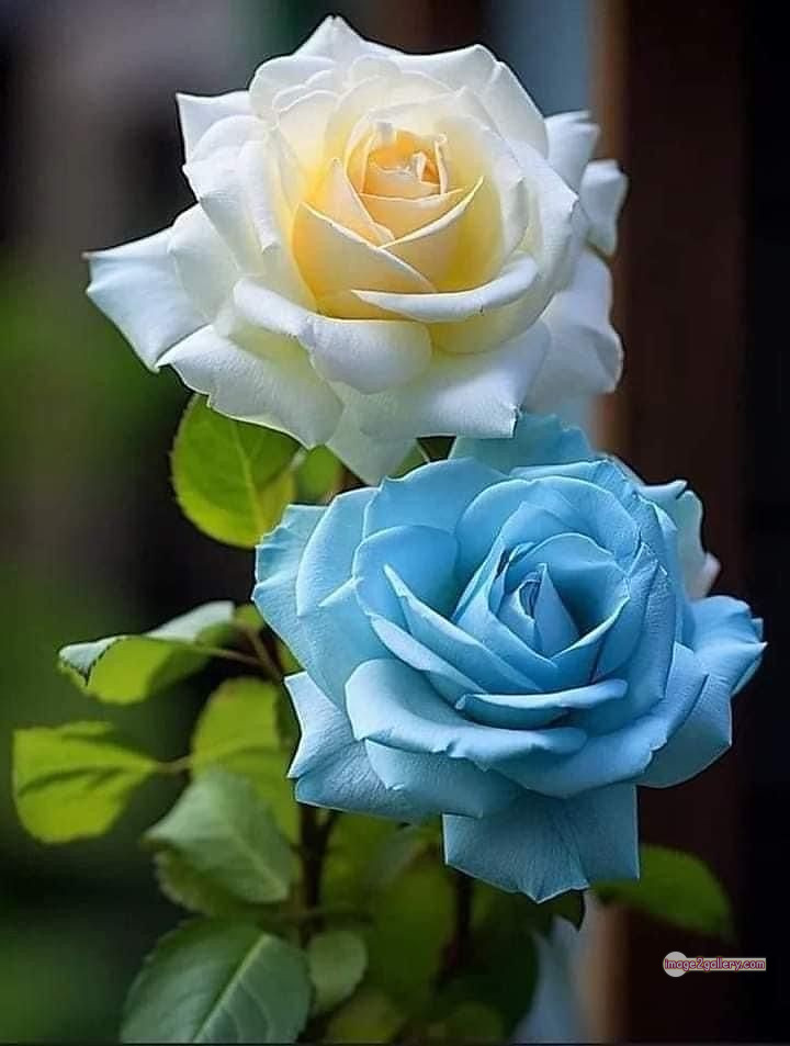 3300+ Beautiful Rose Flowers Image | Rose Flower HD Pic Download | 42 best roses -(70)