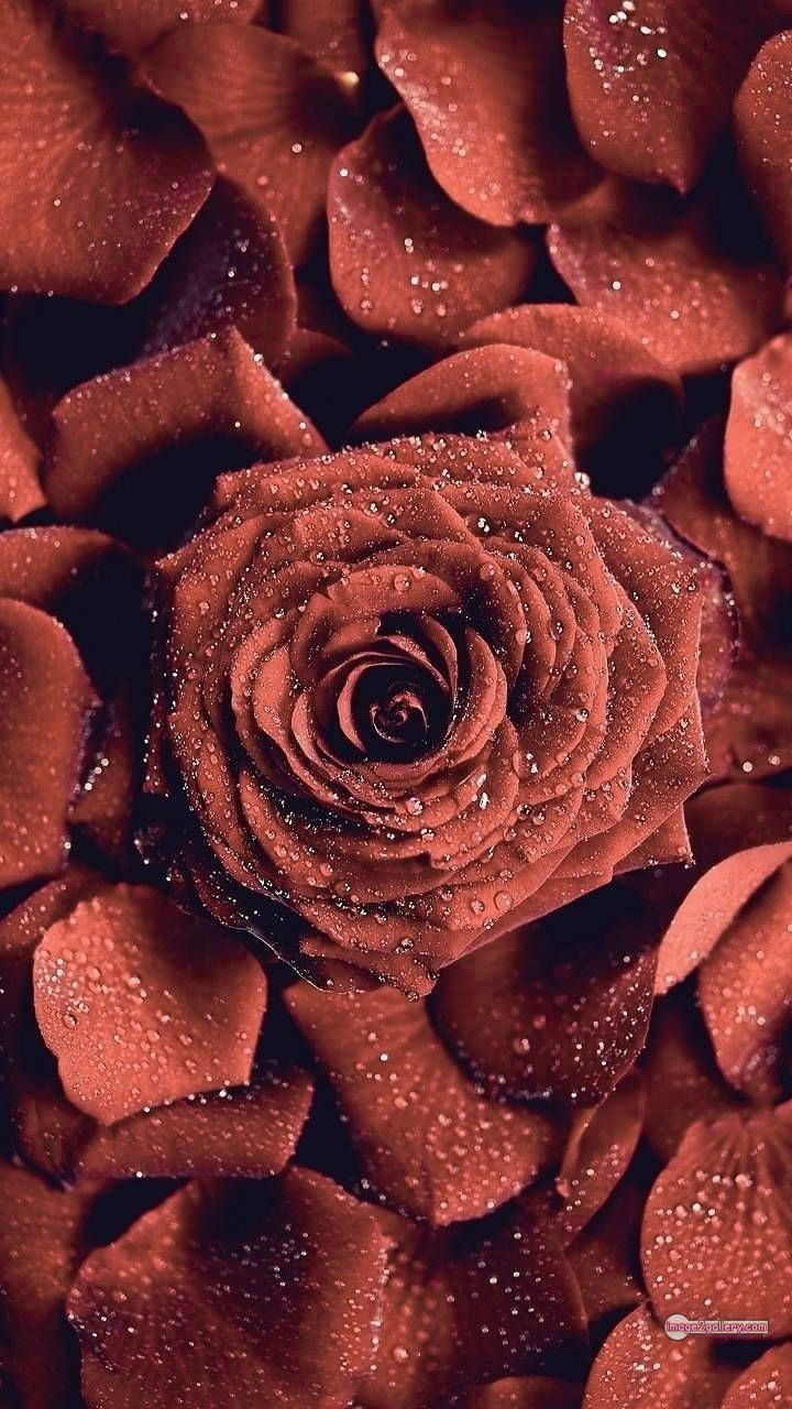 3300+ Beautiful Rose Flowers Image | Rose Flower HD Pic Download | 2987 best roses -(77)