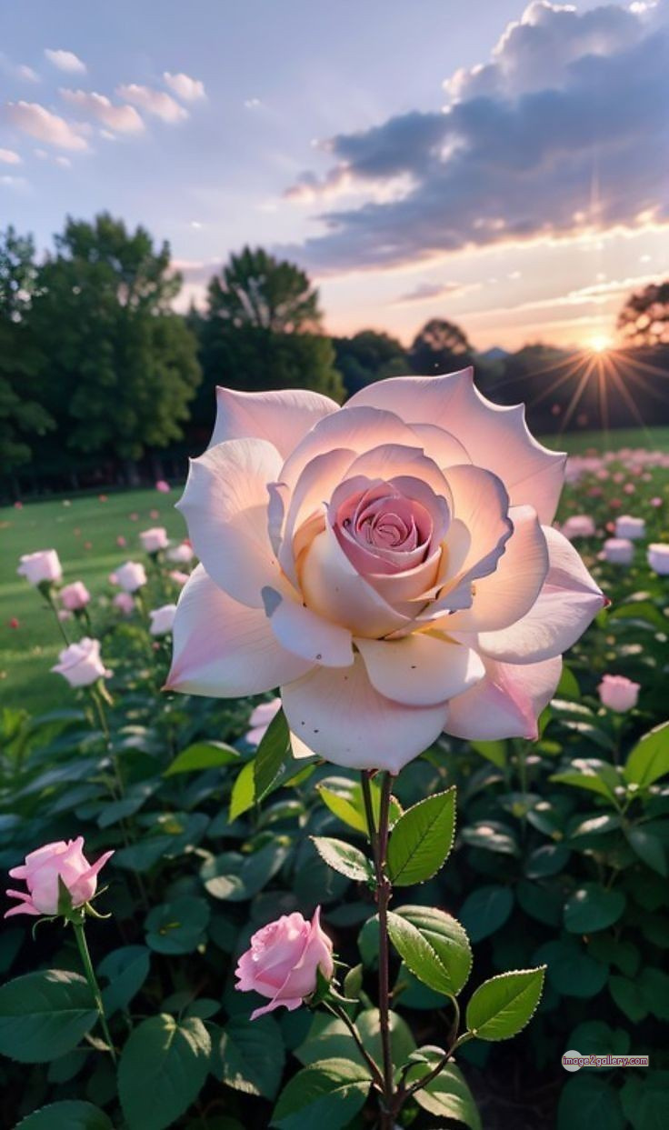 3300+ Beautiful Rose Flowers Image | Rose Flower HD Pic Download | 2990 best roses -(78)