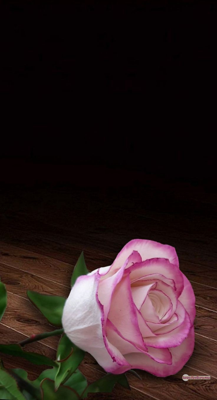 3300+ Beautiful Rose Flowers Image | Rose Flower HD Pic Download | 3021 best roses -(79)