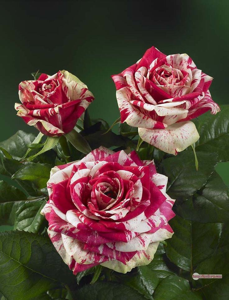 3300+ Beautiful Rose Flowers Image | Rose Flower HD Pic Download | 1384 best roses -(8)