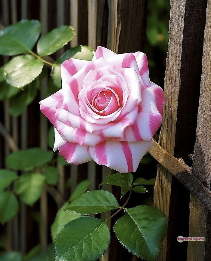 3300+ Beautiful Rose Flowers Image | Rose Flower HD Pic Download | 287 best roses -(80)