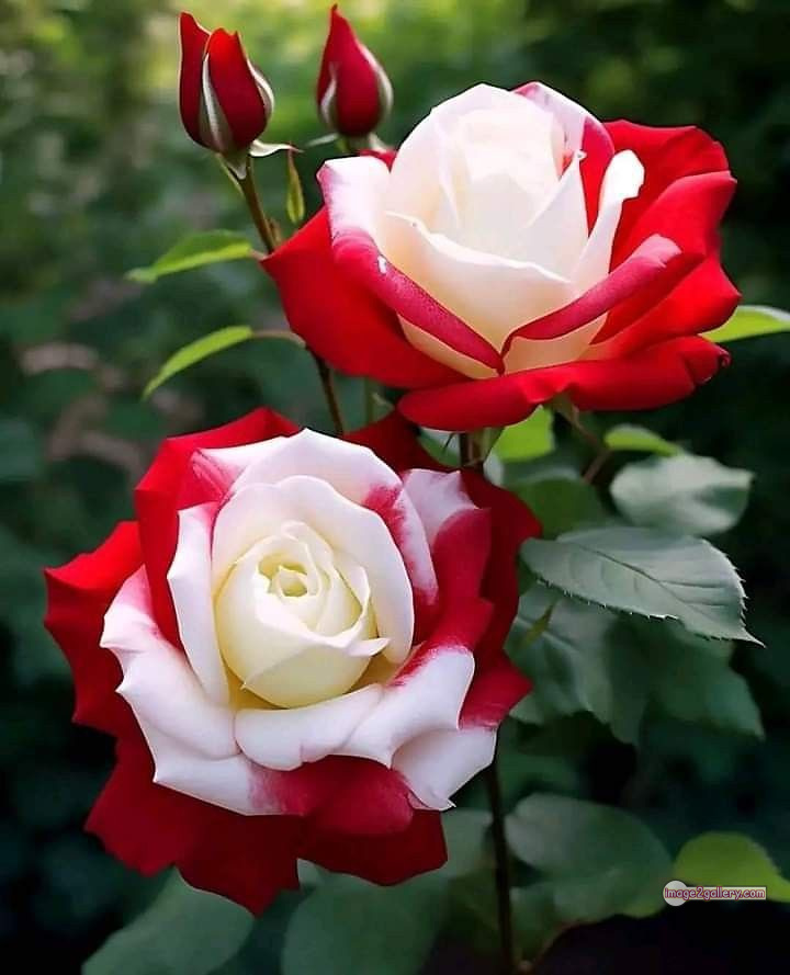 3300+ Beautiful Rose Flowers Image | Rose Flower HD Pic Download | 44 best roses -(84)