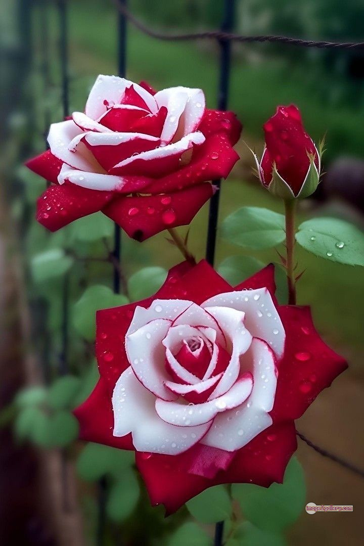 3300+ Beautiful Rose Flowers Image | Rose Flower HD Pic Download | 519 best roses -(85)
