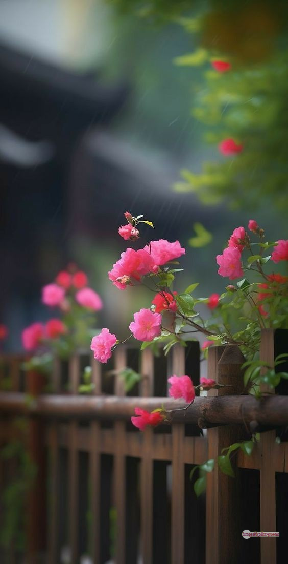 3300+ Beautiful Rose Flowers Image | Rose Flower HD Pic Download | 3022 best roses -(88)